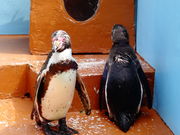 しどーさんの和歌山城公園動物園の投稿写真3