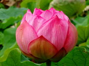 しどーさんの和歌山県植物公園緑花センターの投稿写真2