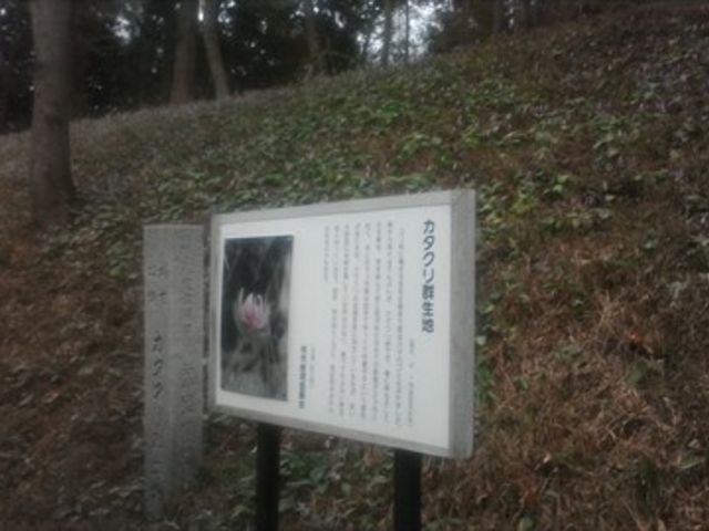 unariさんの柏市のカタクリ群生地の投稿写真1