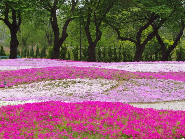 芝桜_ザ・トレジャーガーデン