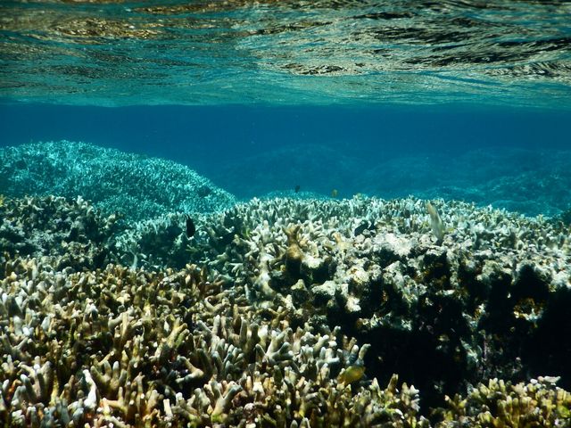 この時は白化が痛々しかったが、透明度は屈指_八重干瀬