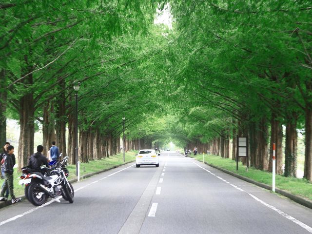 メタセコイア並木道_高島市マキノ農業公園マキノピックランド