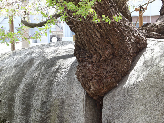 石を割る桜_石割桜