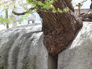 はじめさんの石割桜の投稿写真1