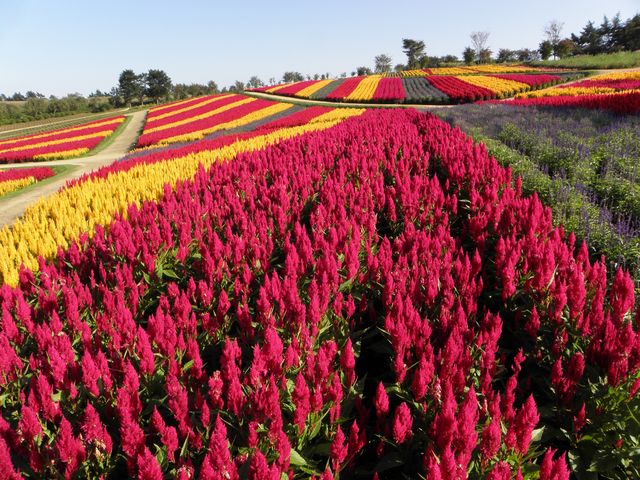 ケイトウ_那須高原