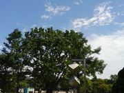 asukaさんの出光カルチャーパークの投稿写真1