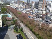 ようはなさんの南砂緑道公園の桜の投稿写真1