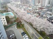 ようはなさんの南砂緑道公園の桜の投稿写真2