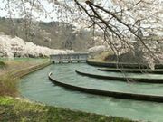 芽衣さんの西大滝ダムの桜の投稿写真1