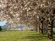 芽衣さんの千曲川桜堤の投稿写真1