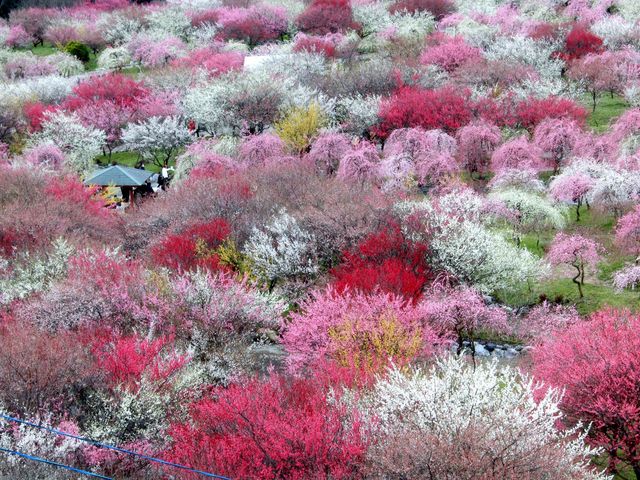 梅林_いなべ市農業公園(梅林公園)