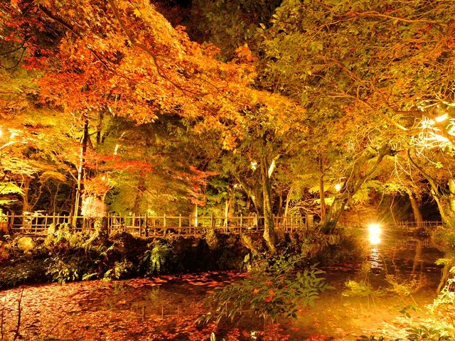 聖宝寺もみじ_聖宝寺