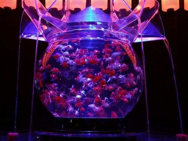 金魚_堂島リバーフォーラム