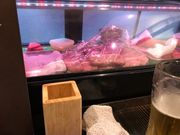 ちょこさんのたんかの投稿写真3