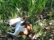 タケさんの平和の森公園の投稿写真1