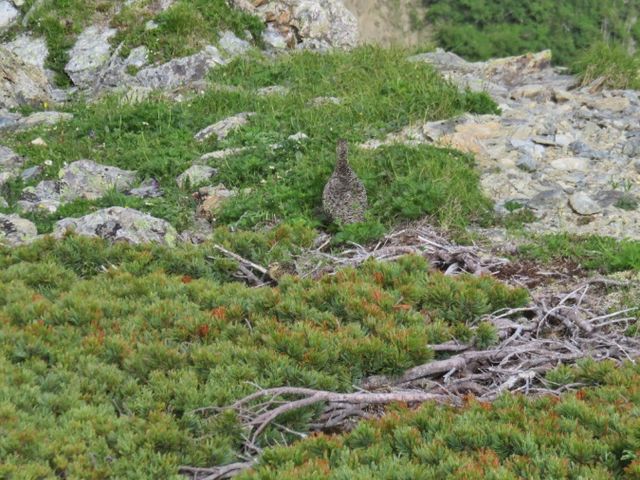 雷鳥の親子!ヒナは?どこ_北岳