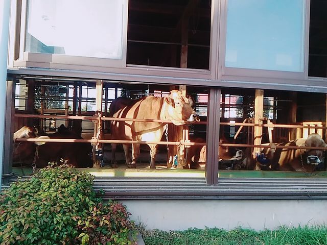 牛舎_飯田牧場アイスミルク・ショップ