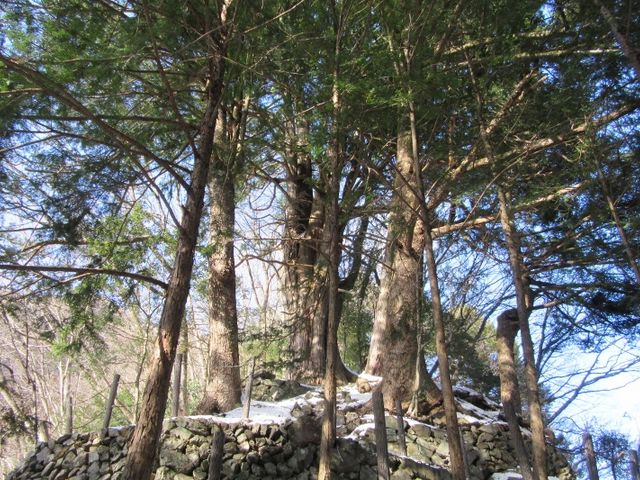倉沢のヒノキ_倉沢のヒノキ