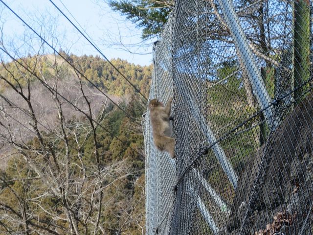 自然豊かです_倉沢のヒノキ