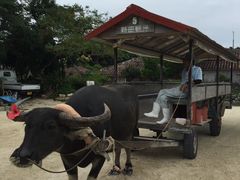 あきちゃんさんの水牛車観光への投稿写真1