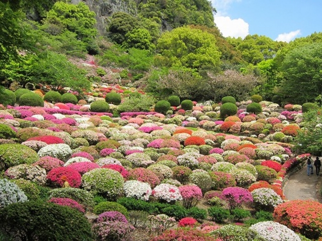 色とりどりの花が綺麗_御船山楽園