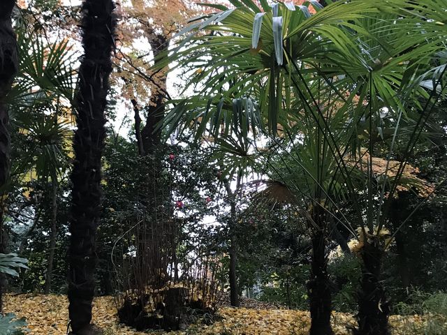 【小石川後楽園〜木曽山】シュロの木が多く、別名『シュロ山』とも言うそうです。_木曽山(小石川後楽園)