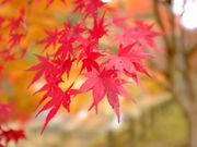 まるこさんの深山峡の投稿写真3