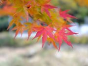 まるこさんの深山峡の投稿写真6
