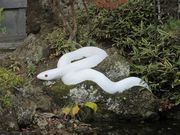 じゅうぞうさんの大谷寺・大谷観音の投稿写真3