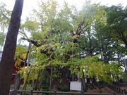 ponちゃんさんの飯香岡八幡宮の夫婦イチョウの投稿写真1