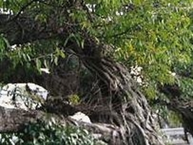 フルスピードさんのあこう群落の投稿写真1