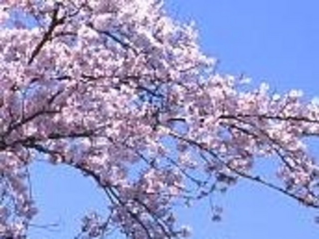 淡島公園桜_淡島公園桜、ツツジ
