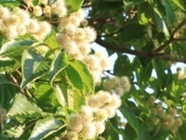 フルスピードさんのヘツカニガキの木の投稿写真1