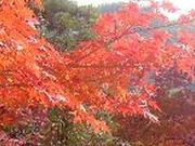 フルスピードさんの善住寺大山の紅葉の投稿写真1