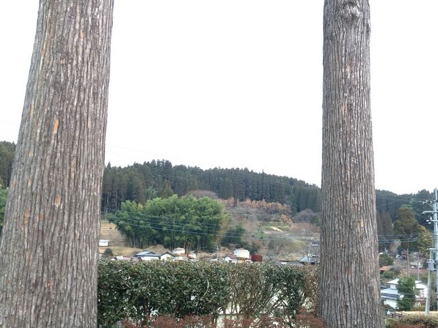 北里柴三郎夫婦が手植えした杉_北里柴三郎記念館
