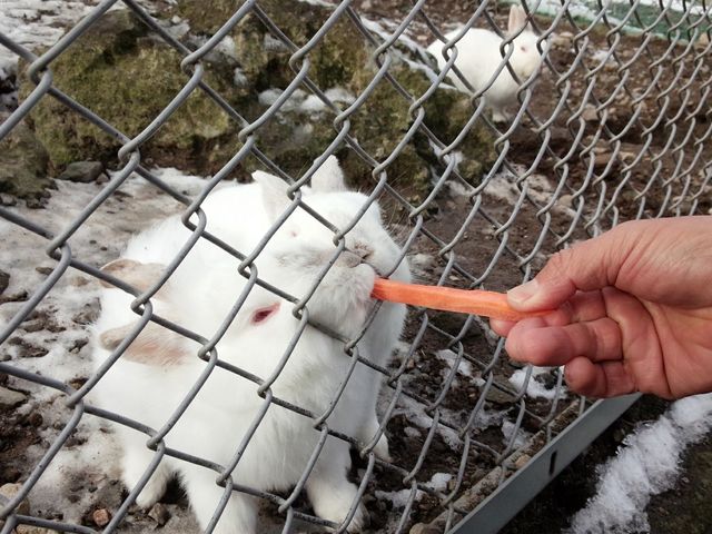 柵ごしのウサギ_やまなみ牧場
