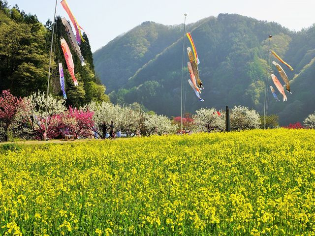 鯉のぼり菜の花_月川温泉の花桃(花桃の里)