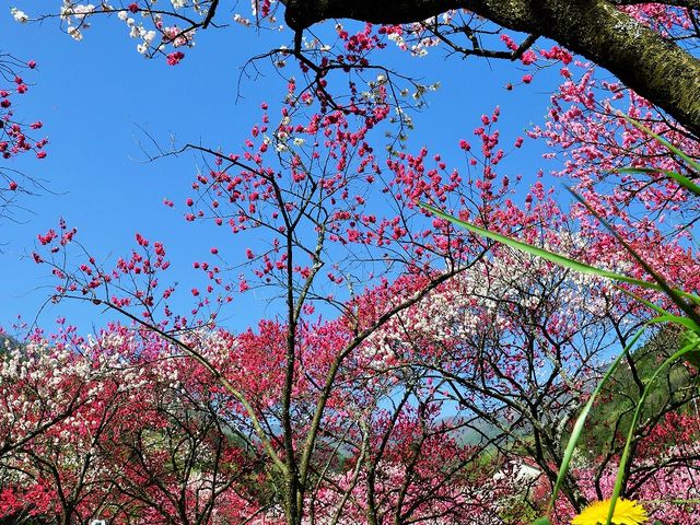 タンポポの花園_月川温泉の花桃(花桃の里)