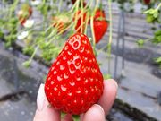 あきさんのストロベリーファーム 太田農園の投稿写真1