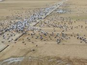 きょうさんの出水市ツル観察センターの投稿写真2