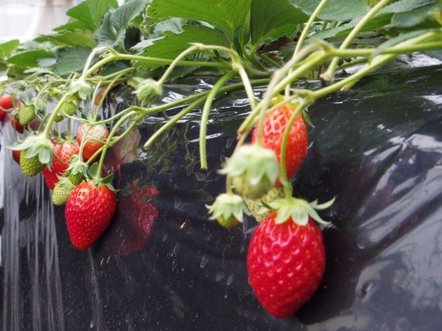 土耕栽培です_けや木いちご園