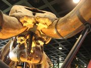 ぱぱがんばれさんの兵庫県立人と自然の博物館の投稿写真1