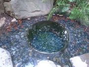 菊ちゃんさんの明治神宮内苑の投稿写真3