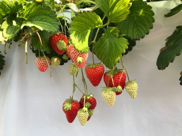 甘い苺でした!_Baby Berry Farm