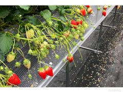 片平観光農園の写真1