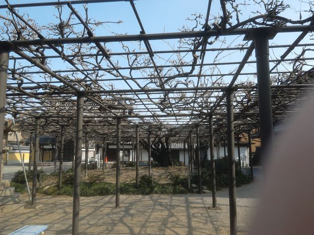 太い幹からのびる枝_竹鼻別院のフジ