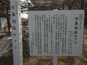 サビ猫さんの竹鼻別院のフジの投稿写真1