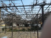 サビ猫さんの竹鼻別院のフジの投稿写真2