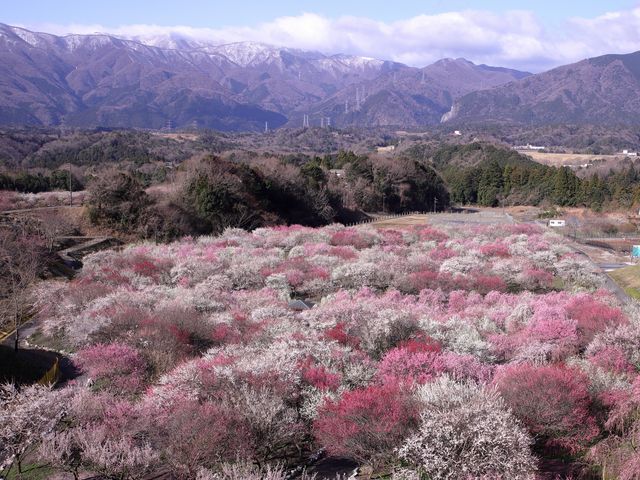 残雪を抱く鈴鹿山系と梅林のコラボ_いなべ市農業公園(梅林公園)