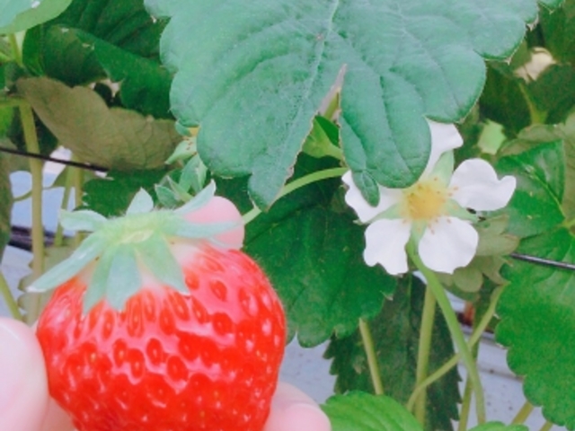 真っ赤で綺麗ないちご_川原いちご農園